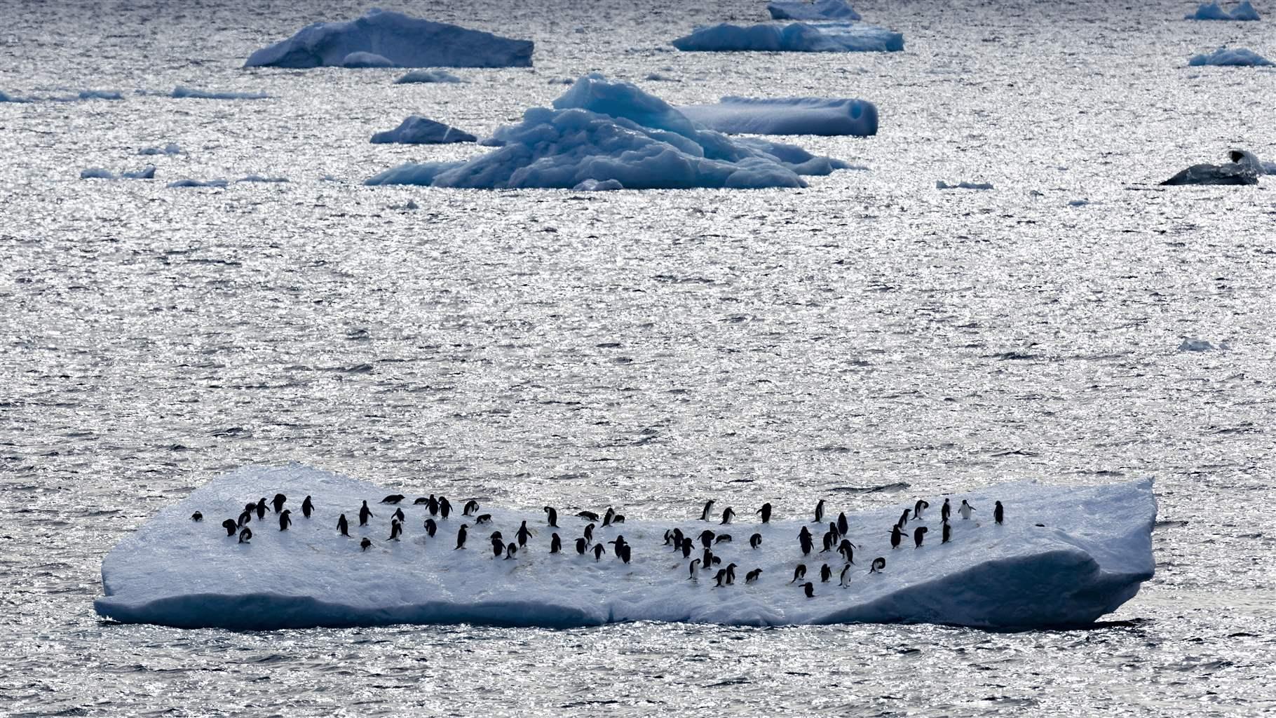 A few dozen penguins stand on an iceberg on a sea that appears a shimmering grey due to the reflection of the sun. Many other icebergs are visible, and in the far background is the edge of what appears to be a very large ice sheet.