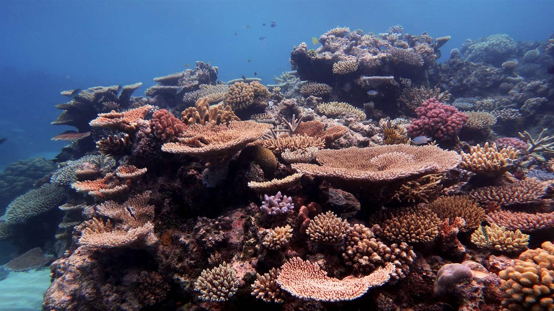 A multicolored coral reef with variegated shapes appears in the foreground in clear blue waters.