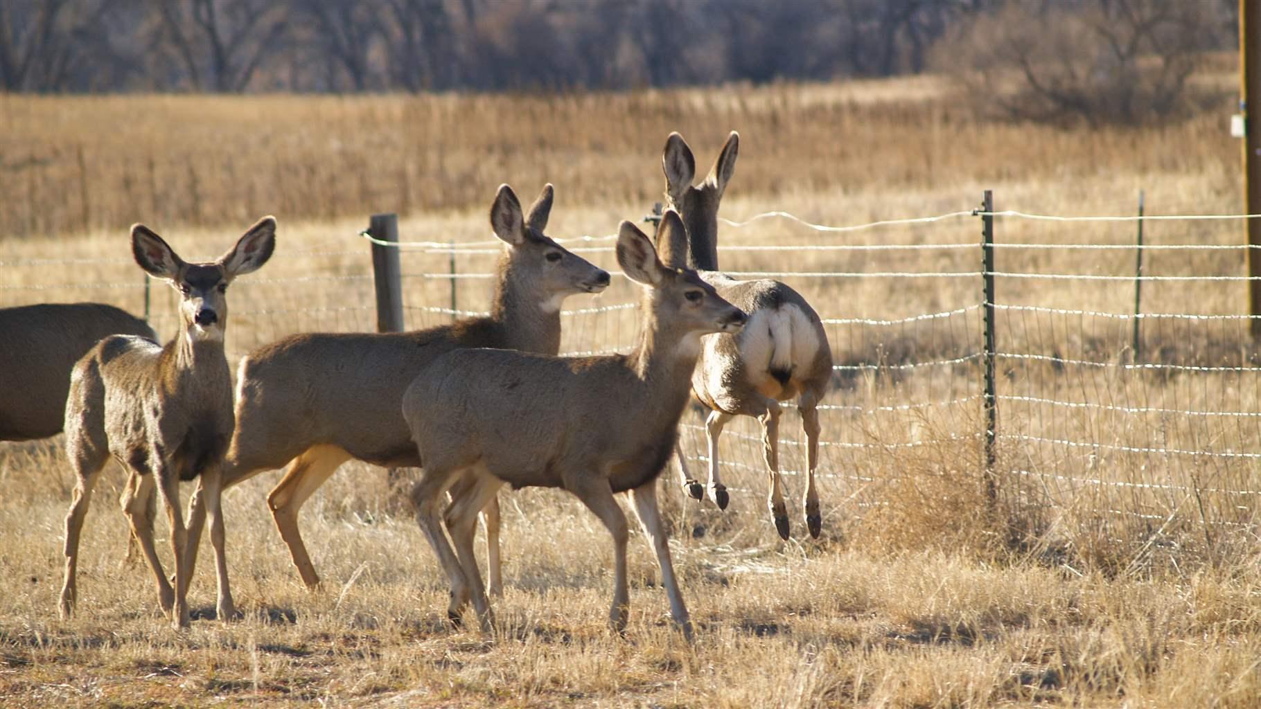 Four deer stand nervously in a field of dead grasses next to a thin wire fence. A grove of trees and some brush are visible in the background.