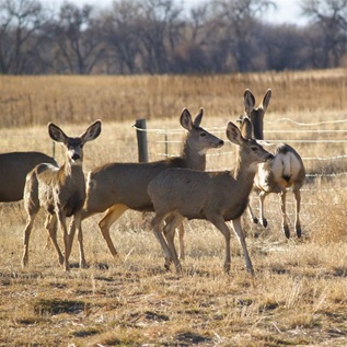 Four deer stand nervously in a field of dead grasses next to a thin wire fence. A grove of trees and some brush are visible in the background.