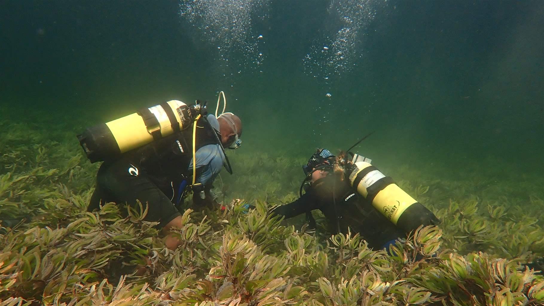 Two scuba divers in wetsuits and wearing yellow air tanks collect samples from an expansive bed of green and yellowish-green vegetation on the seafloor. The water is clear in the foreground and fades to a murky green in the background.