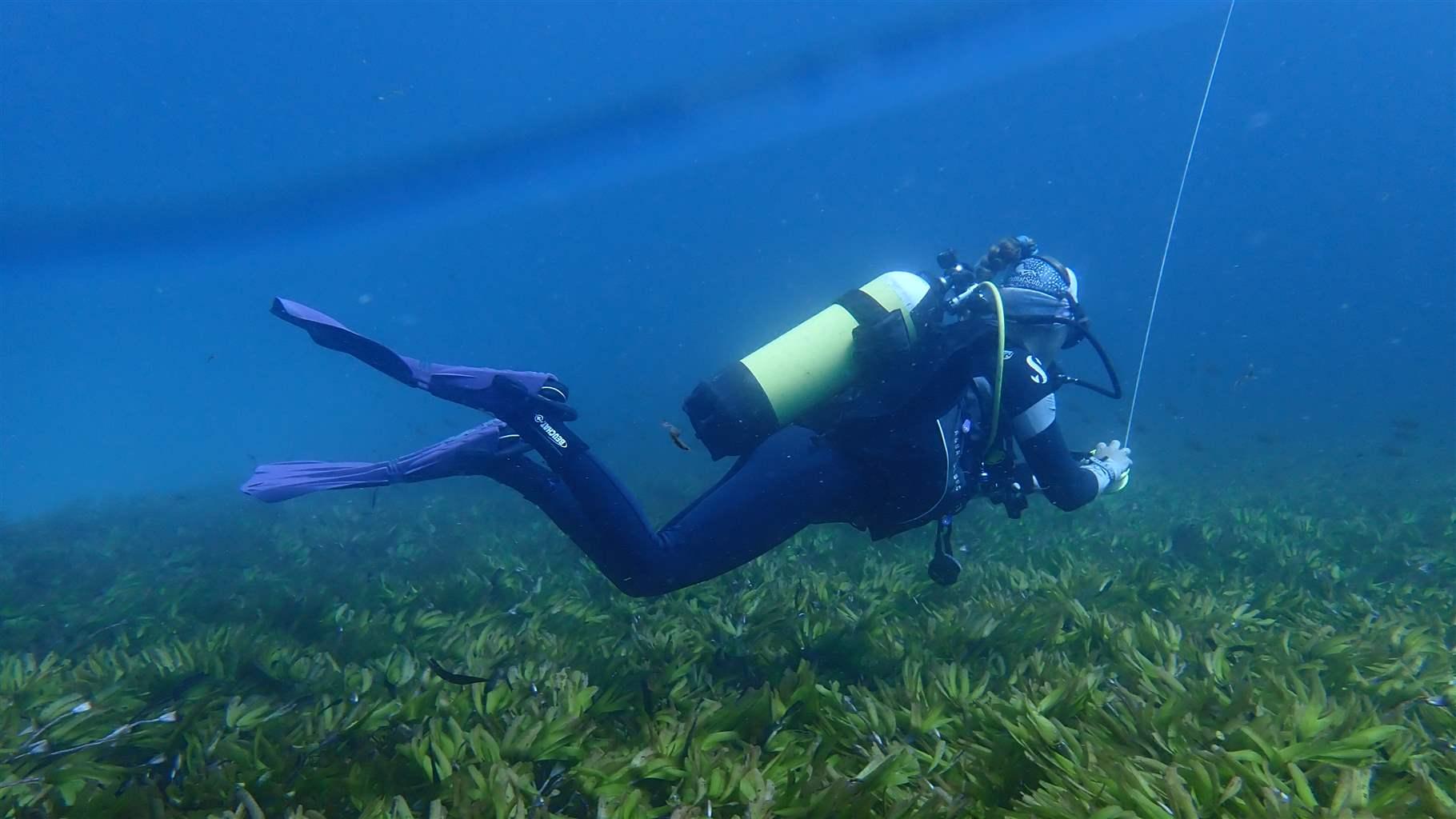 A scuba diver wearing a black full-body wetsuit and a pale-yellow air tank glides through fairly clear, shallow waters above an expansive bed of seagrasses. The diver is holding a thin line that extends toward the surface, and silhouettes of some small fish are visible in the background.