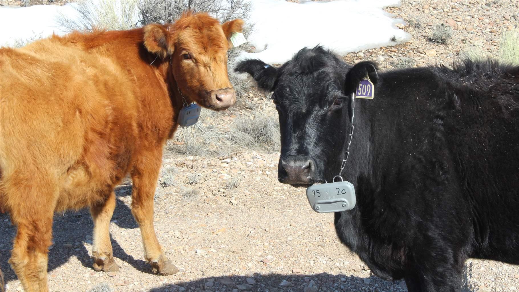 Two cows—one light brown and one black and both wearing collars that include small grey electronic transmission units—stand looking at the camera in a close-up shot. Only some dry, rocky ground, a very small bush, and part of a patch of snow are visible in the background.