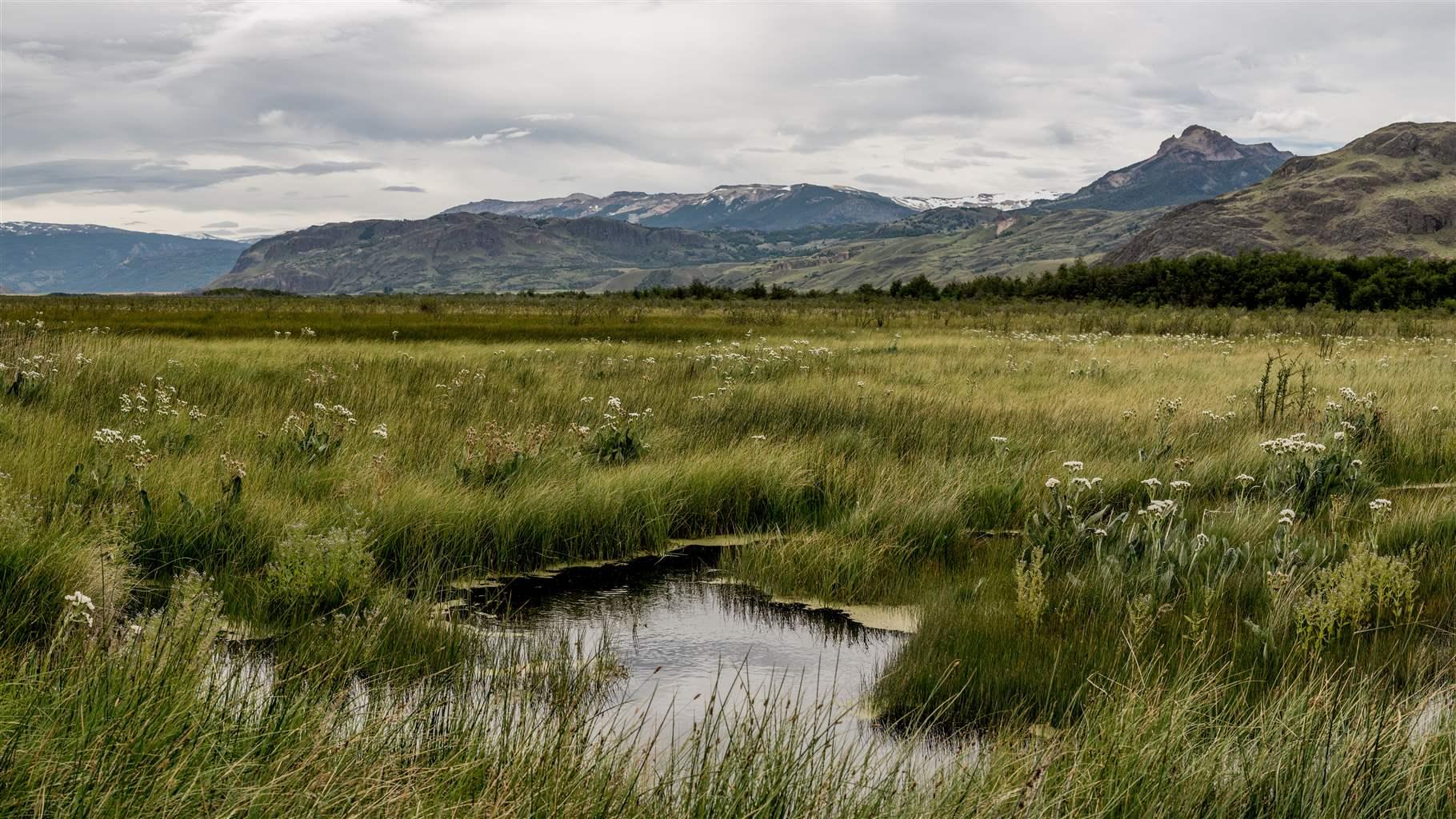 Tall green grasses grow from wetlands surrounded by rocky hills, whose highest peaks are dotted with patches of snow.