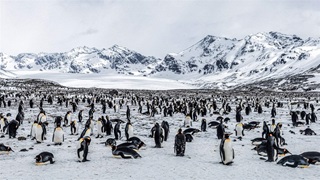 A large colony of penguins congregates—some standing, others lying down—on an ice-covered expanse that rises to a backdrop of snow-and-rock mountain peaks.