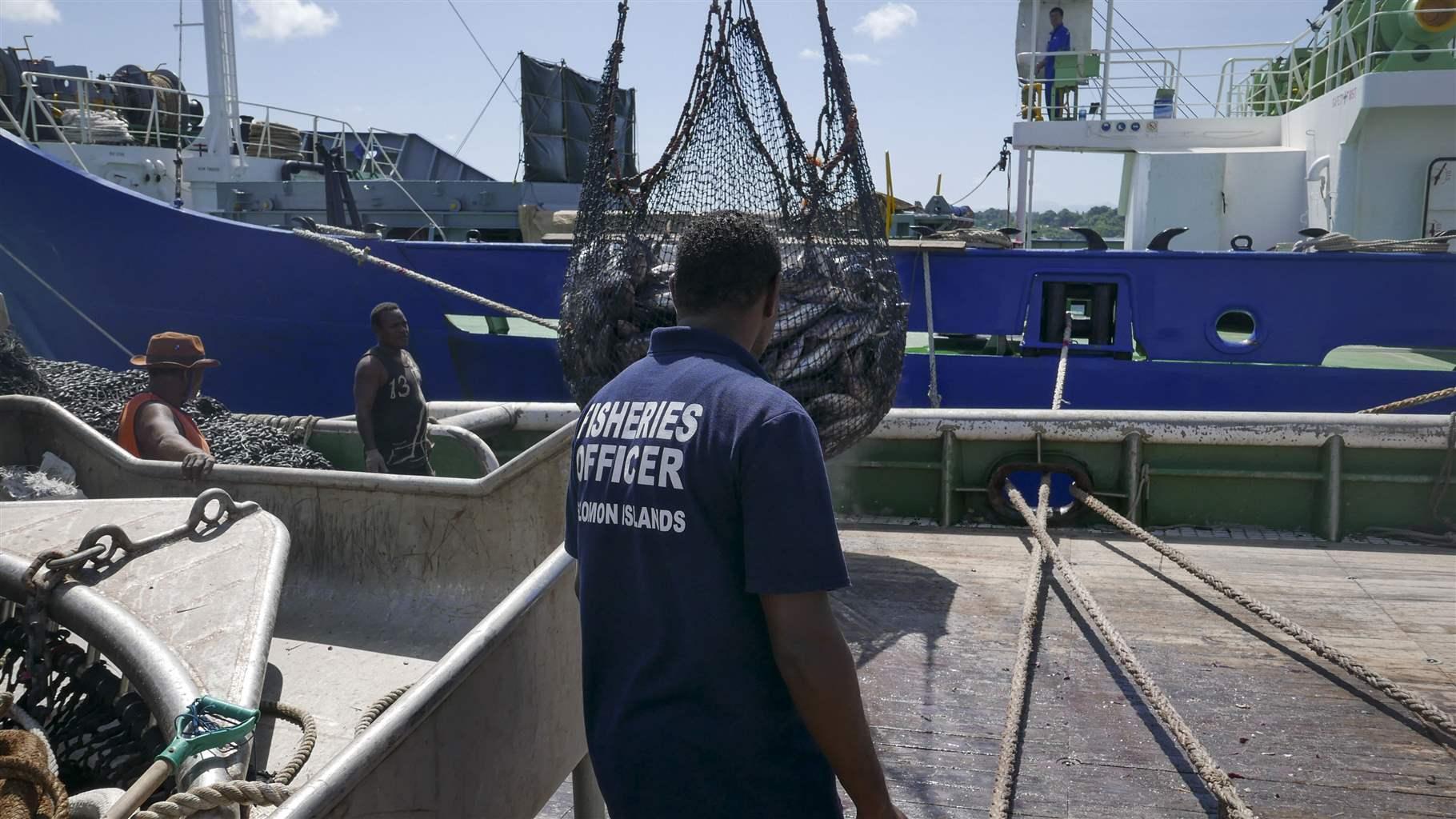 On a sunny day with small puffy clouds in the sky, a man wearing a shirt that says “Fisheries Officer, Solomon Islands” on the back stands on the deck of a large boat, observing as a crane swings a huge net full of fish onto the deck from an adjacent boat, which is large and blue and white. Two other men—one in a grey tank top and the other in a red sun hat and red tank top—look on.