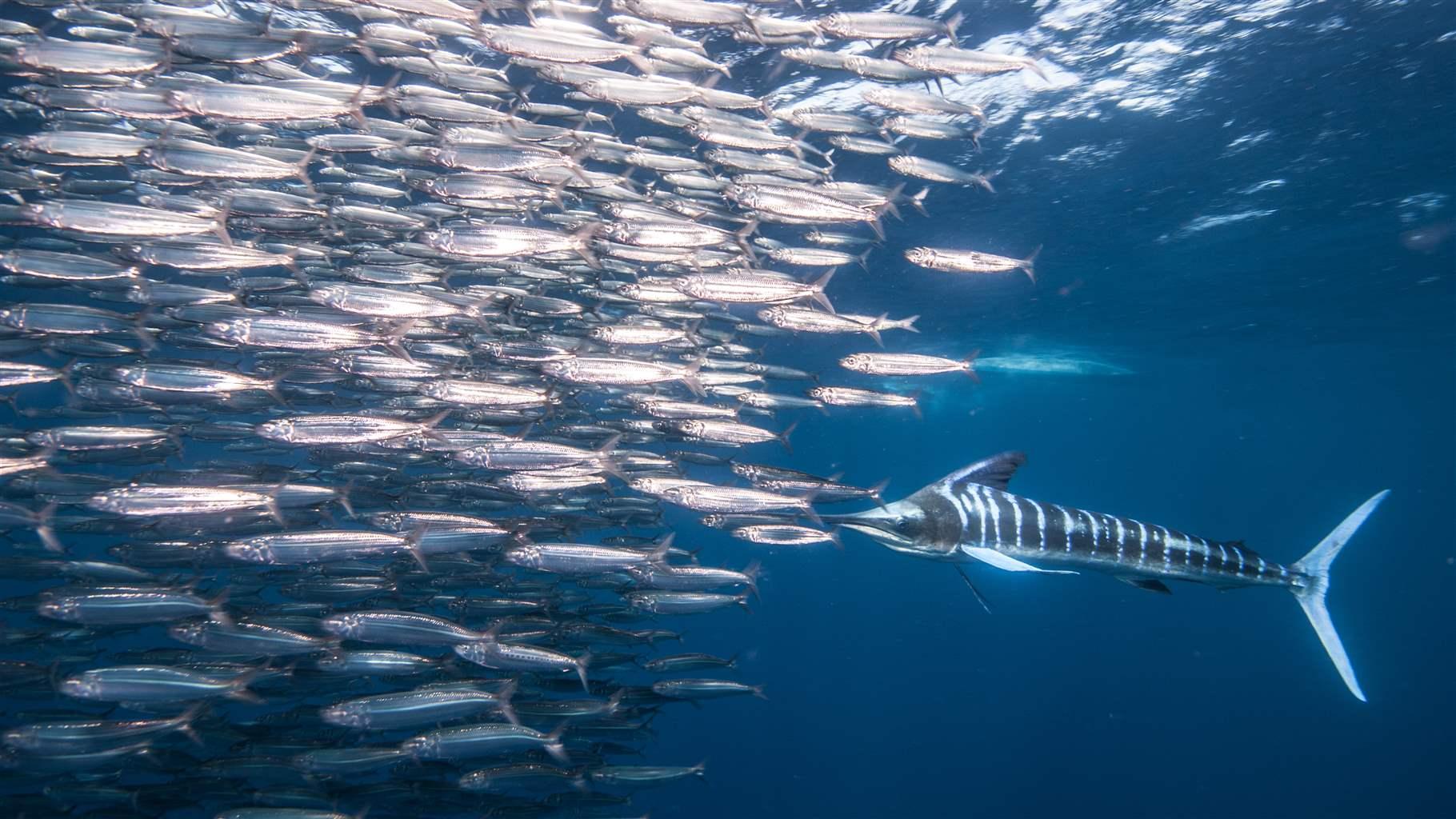 A lined marlin swims around a school of fish