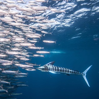 A lined marlin swims around a school of fish