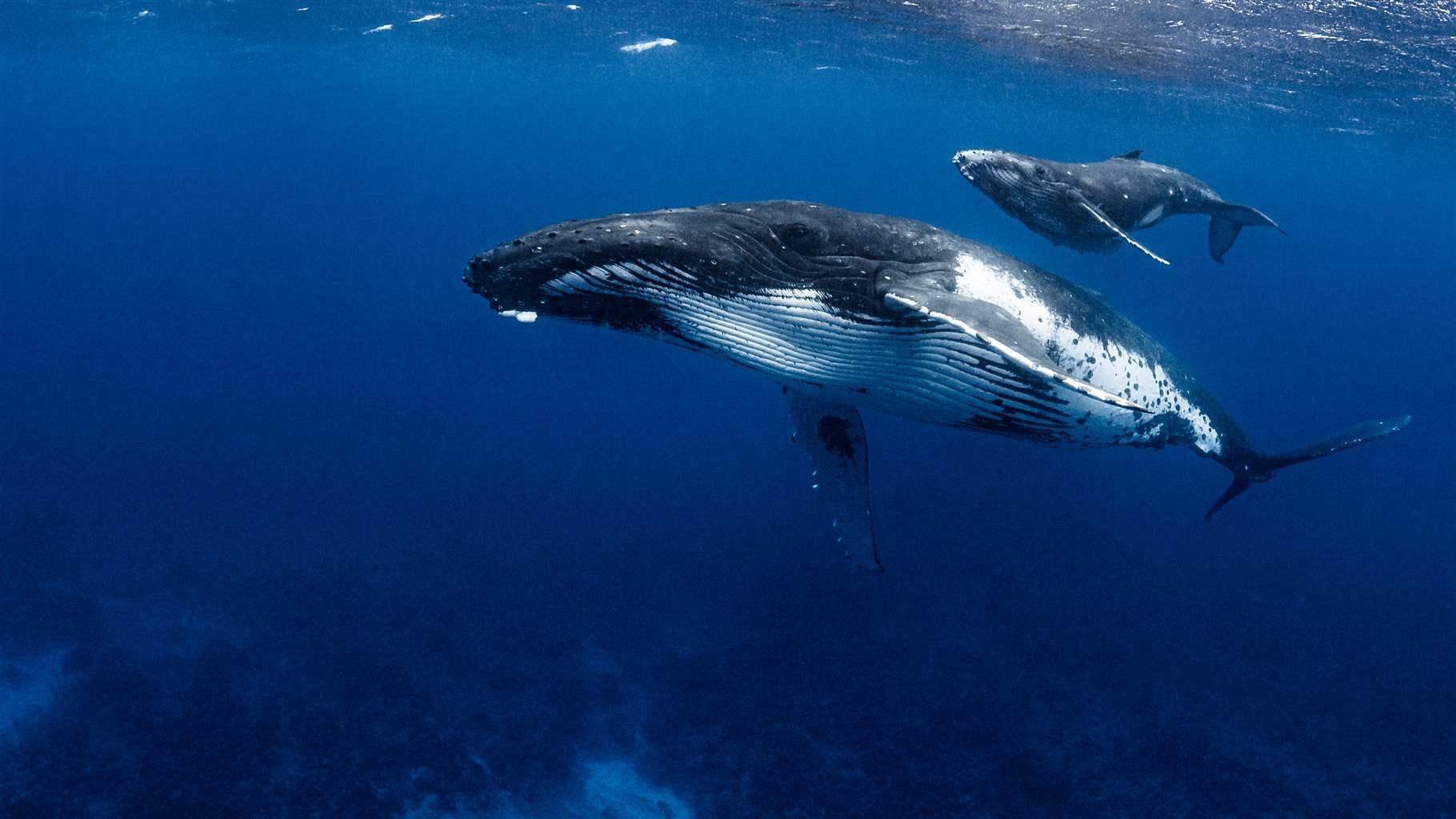 A white and black humpback whale and calf swim in the dark blue waters near the surface, with the sea bottom murkily visible.