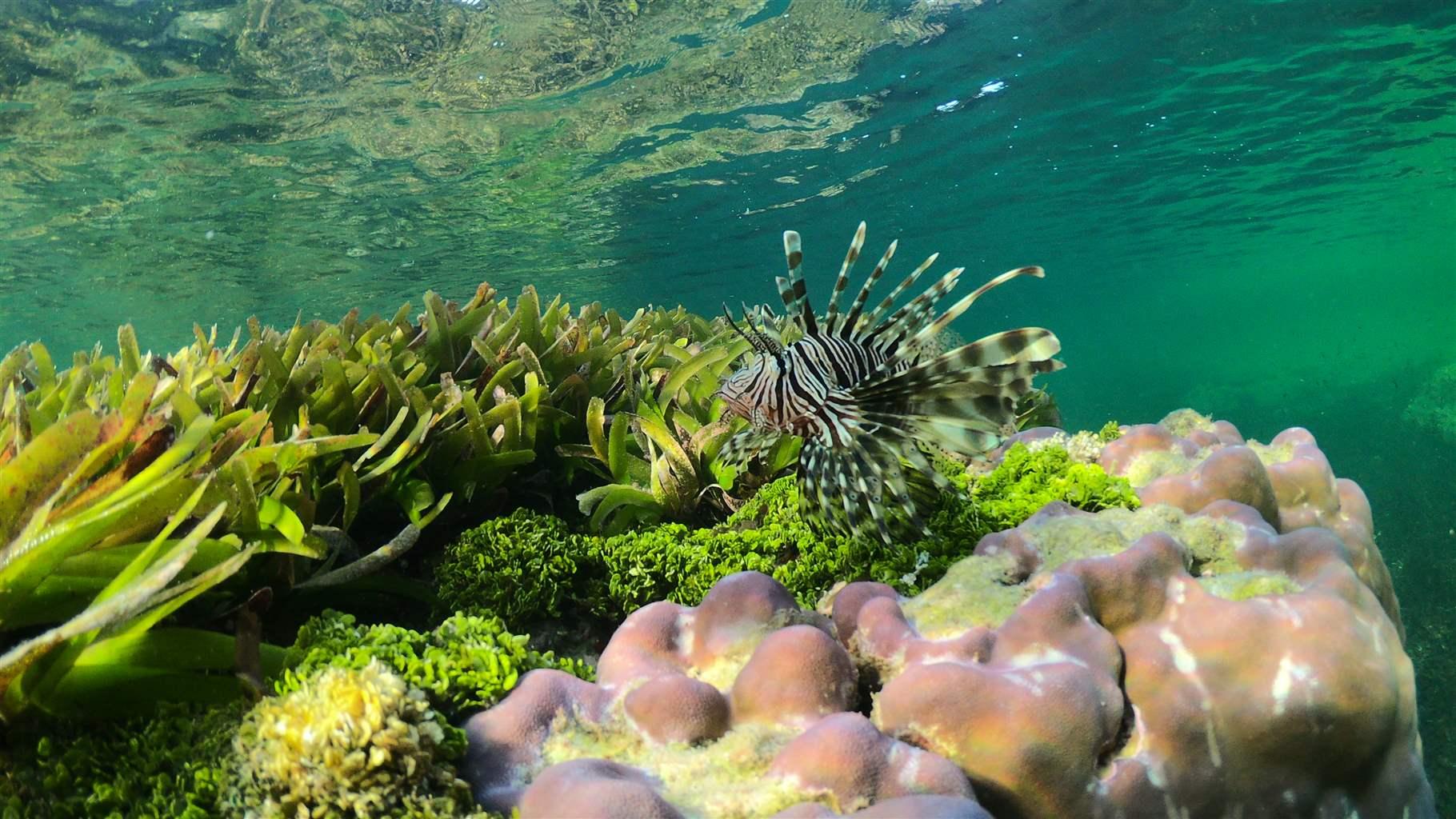 A striped lionfish swims above green leafy seagrass, and pinkish coral off the coast of Seychelles.