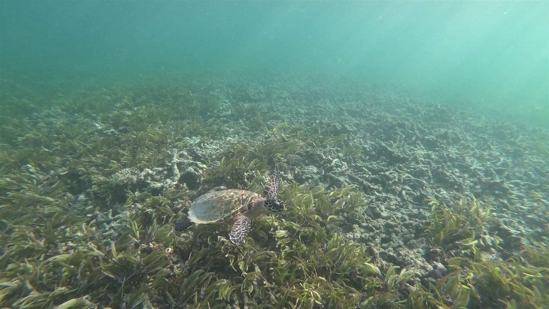 A hawksbill sea turtle swims above a green seagrass meadow and coral rubble off the coast of Seychelles.