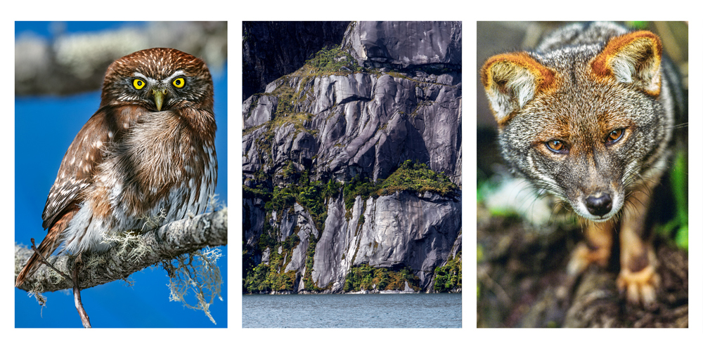 A poster board with three rectangular photos shows an owl with brilliant yellow eyes perched on a tree limb; a rocky bluff dotted with dark-green vegetation rising up from the sea; and a close-up of a fox, with gray and burnt-orange fur and dark amber eyes, looking into the camera.