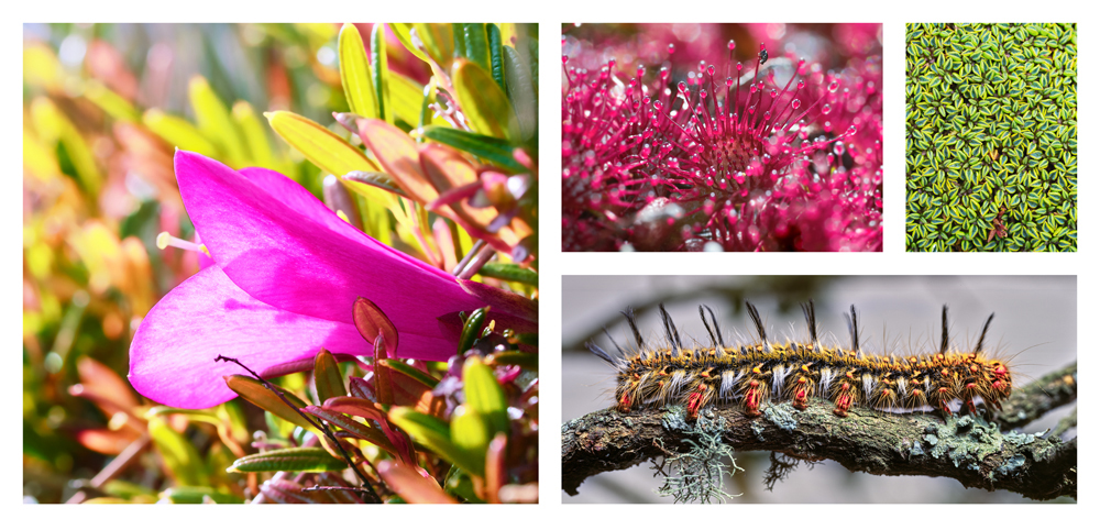 Four photos on a poster board show: a flower with long pink petals nestled among slender green leaves; a bright fuchsia plant with long, spiky stems secreting a sticky liquid; a plant with variegated short green leaves; and an image of a spiny yellow-orange caterpillar on a tree branch.