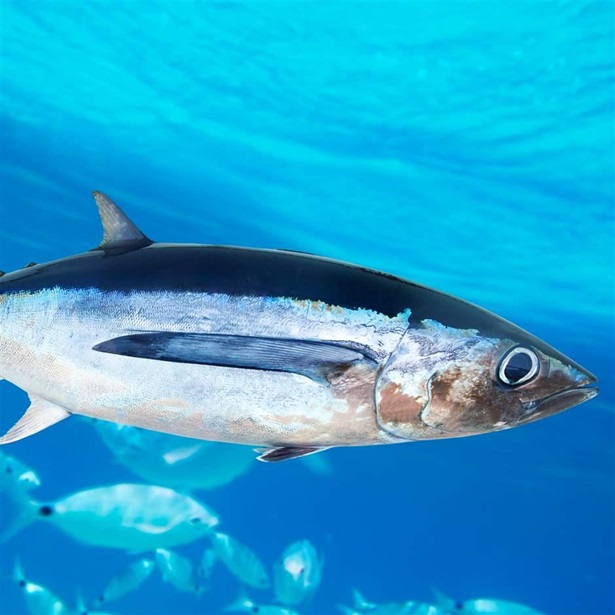 A fish—mostly silver but black on its top and tail—swims through bright blue water, with additional fish in the background.