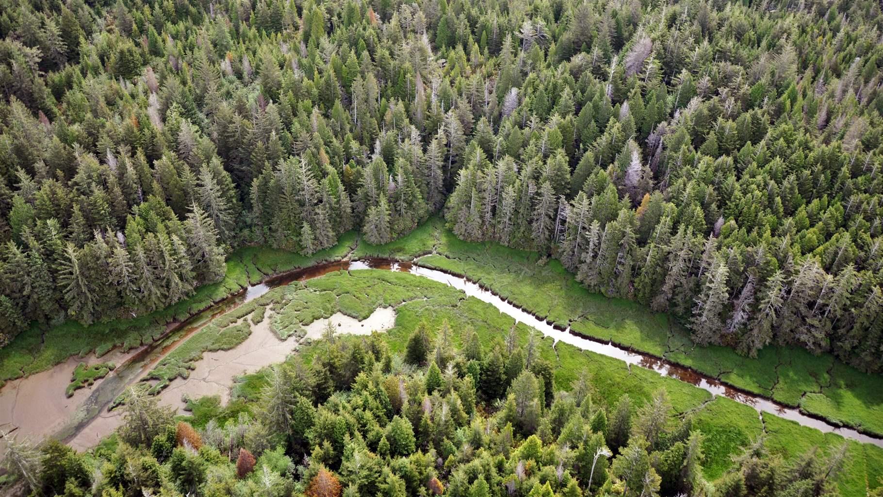 An aerial view shows a stream running through a verdant wetland, which is tightly bordered by tall conifer trees.