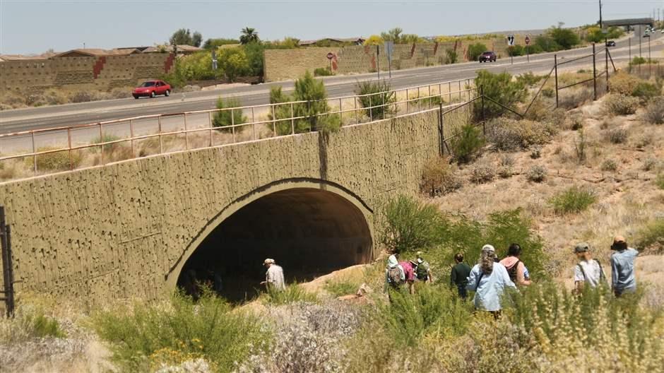 Several people in comfortable hiking clothes walk down a hill covered in desert shrubs toward the arched opening of a wildlife tunnel beneath a highway.