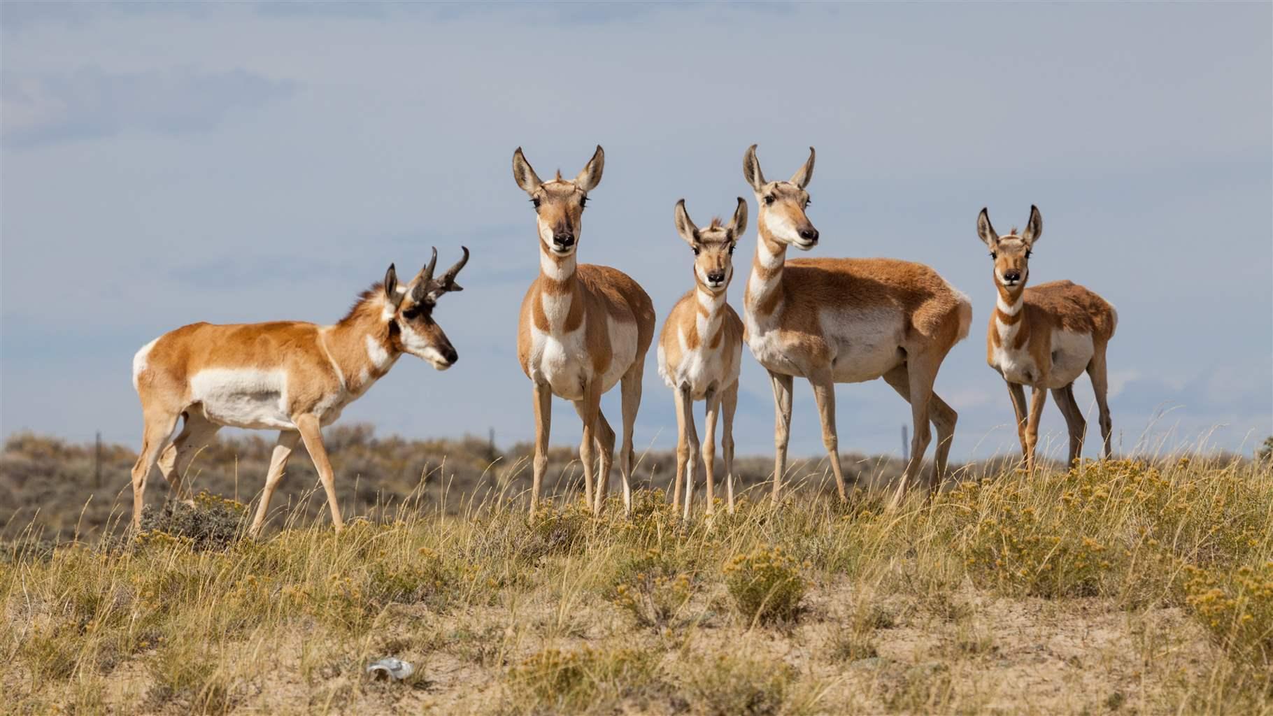 Five pronghorn stand on a hill in Wyoming.