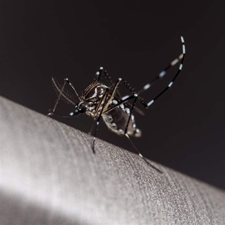 An Aedes aegypti mosquito, characterized by the white-and-black striped markings on its legs, stands against a dark background