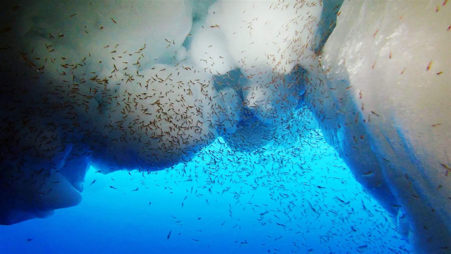 : An underwater photo shows a swarm of tiny life forms—unidentifiable by their shape—suspended in blue ocean water beneath the bulbous, off-white edge of an iceberg. Sunlight filters into the water from above.