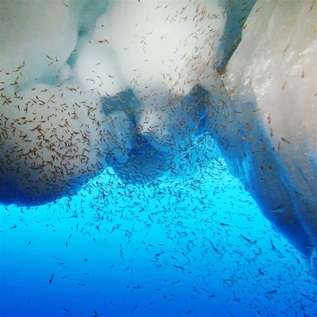 : An underwater photo shows a swarm of tiny life forms—unidentifiable by their shape—suspended in blue ocean water beneath the bulbous, off-white edge of an iceberg. Sunlight filters into the water from above.