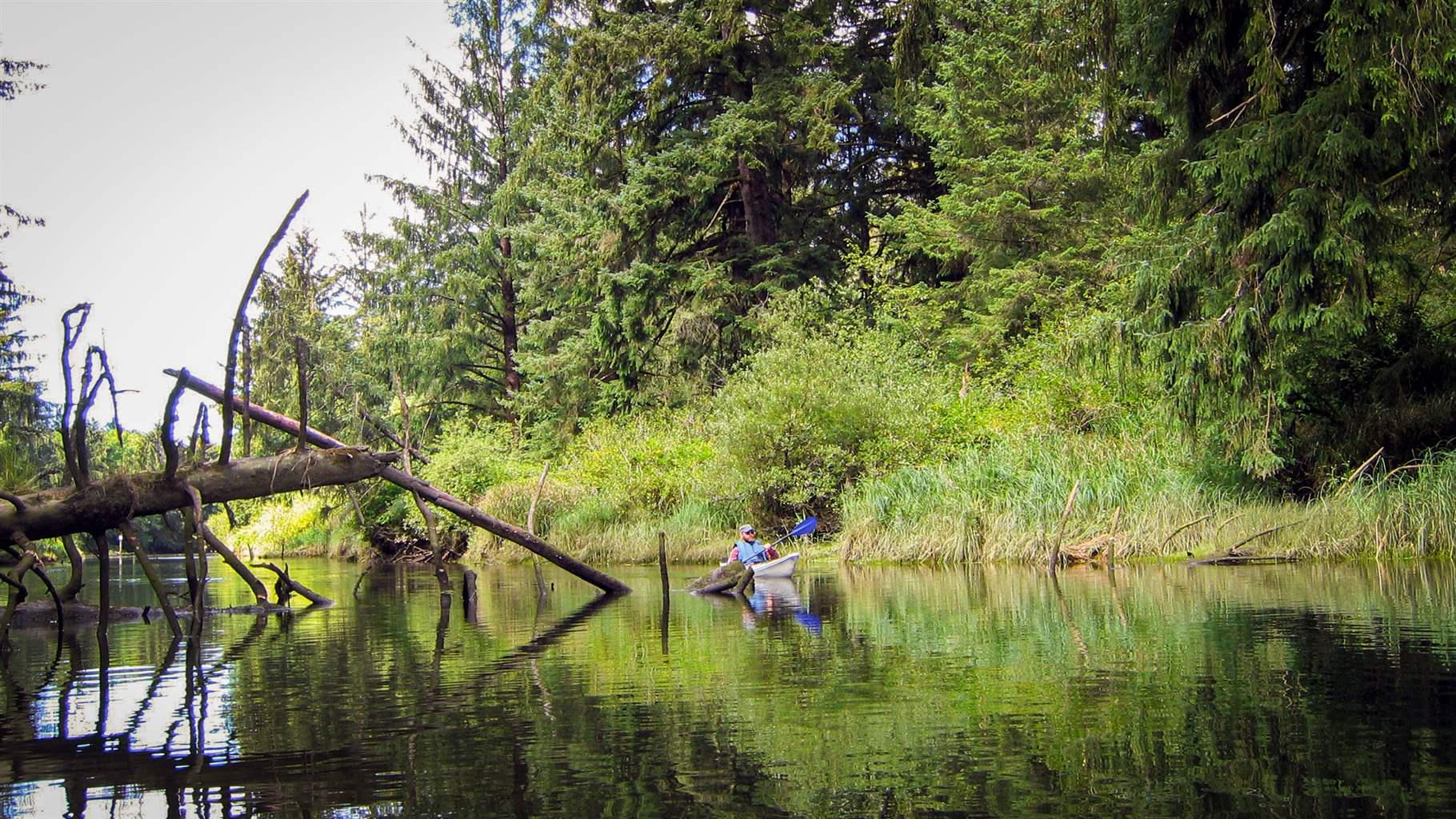 A person in a blue life jacket holding a double-ended paddle, propels a grey kayak through a river that runs through wetlands and forests. A collapsed tree rests above the waterway on the left.