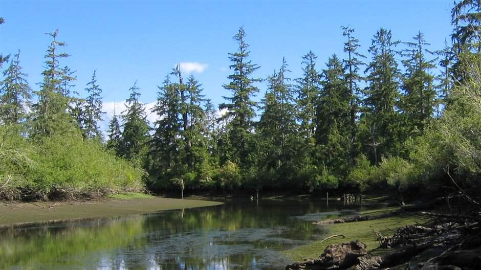 A bog is surrounded by fir trees, with a mostly clear blue sky above.