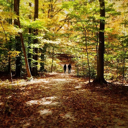 Two people walk on a wide forested trail littered with fallen autumn leaves beneath a canopy of green and golden trees.