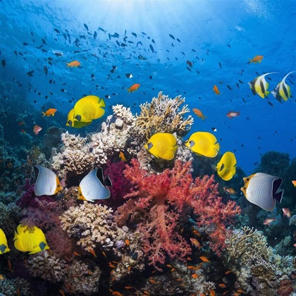Sunlight streams into the blue waters of a vibrant coral reef. Yellow, black and blue, and orange fish swim near red, green and bright coral. 