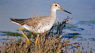 A bird with yellow legs, a brown beak, and brown and white plumage walks through low grass in shallow water.