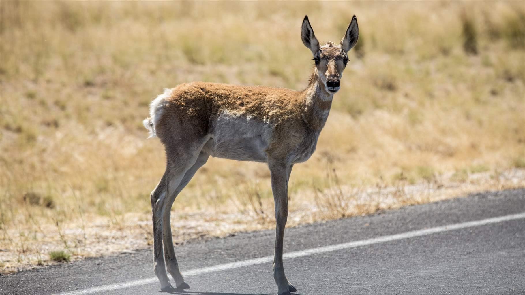 A pronghorn stands on a road, looking directly toward the photographer. Yellow prairie grasses extend behind the pronghorn and road.