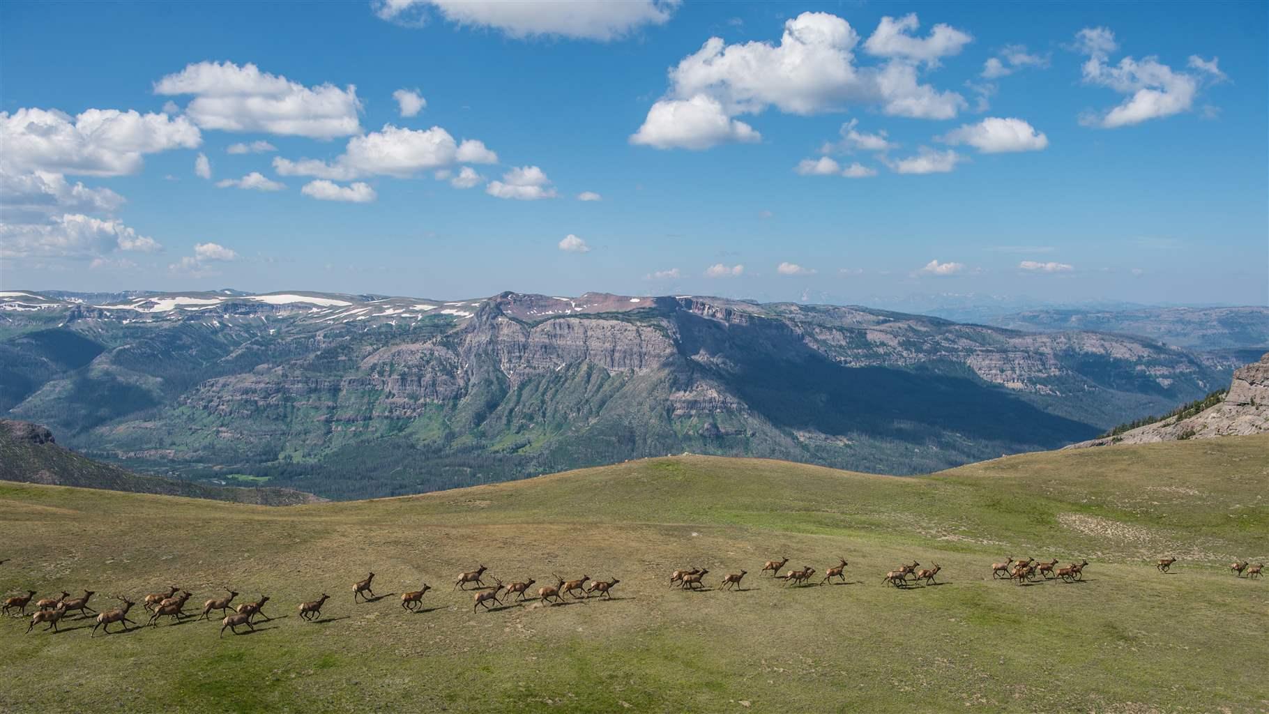 A herd of elk runs across a grassy plateau in front of a snow-covered mountain range and below a blue sky with scattered puffy white clouds.