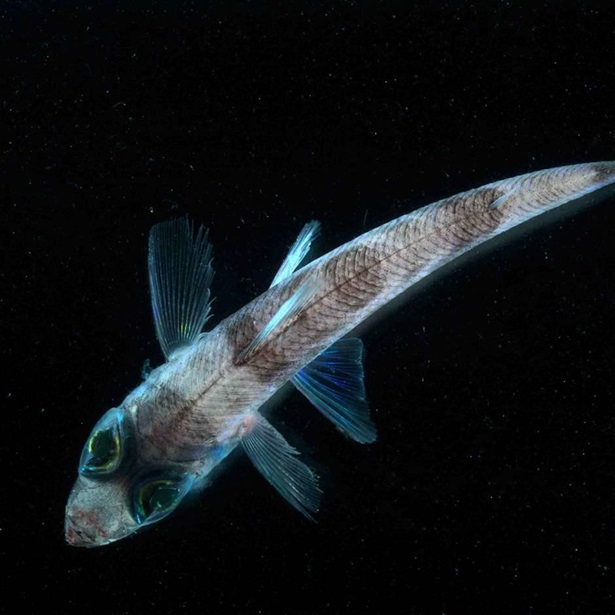 Six-inch greeneye fish