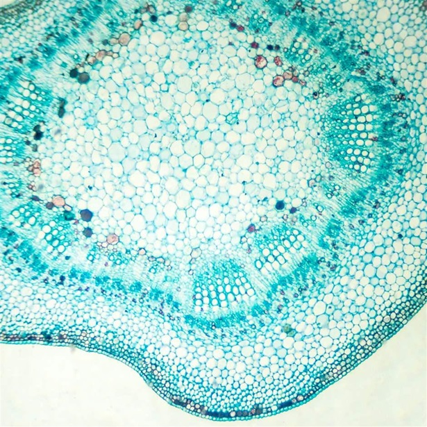 The small, round cells of a cotton stem radiate out in bands of white, light blue, and black.