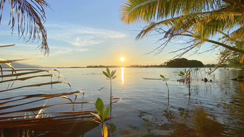 A setting sun reflects off a large, calm body of water with the thin stalks of trees growing from the water along the near bank and palm fronds overhanging the scene. The silhouette of vegetation is visible on the far bank.