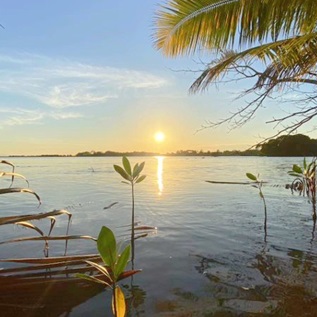 A setting sun reflects off a large, calm body of water with the thin stalks of trees growing from the water along the near bank and palm fronds overhanging the scene. The silhouette of vegetation is visible on the far bank.