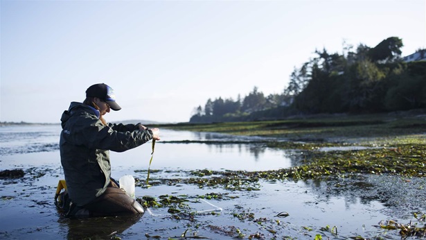 A woman kneels in shallow water and places aquatic vegetation into a plastic bag. Forests and mountains are visible in the background.