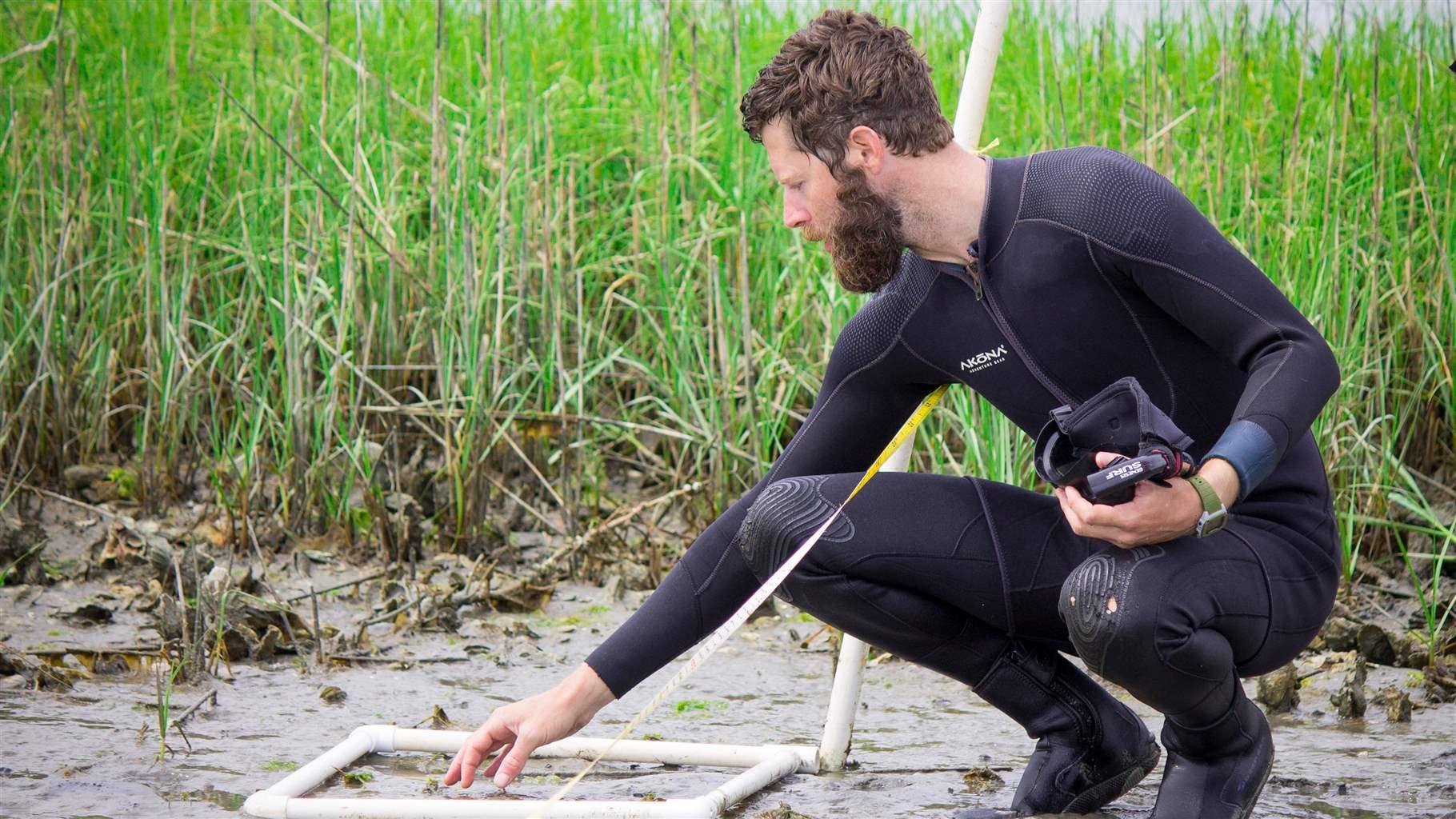 A man with a full beard and dressed in a wetsuit crouches beside wetland grasses to place a white plastic frame in the mud, as part of seagrass research.