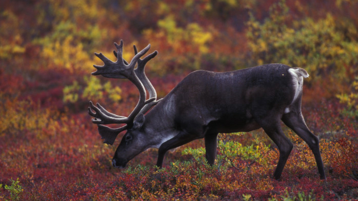 A caribou eats red, orange, and yellow plants on the ground on a fall day. 