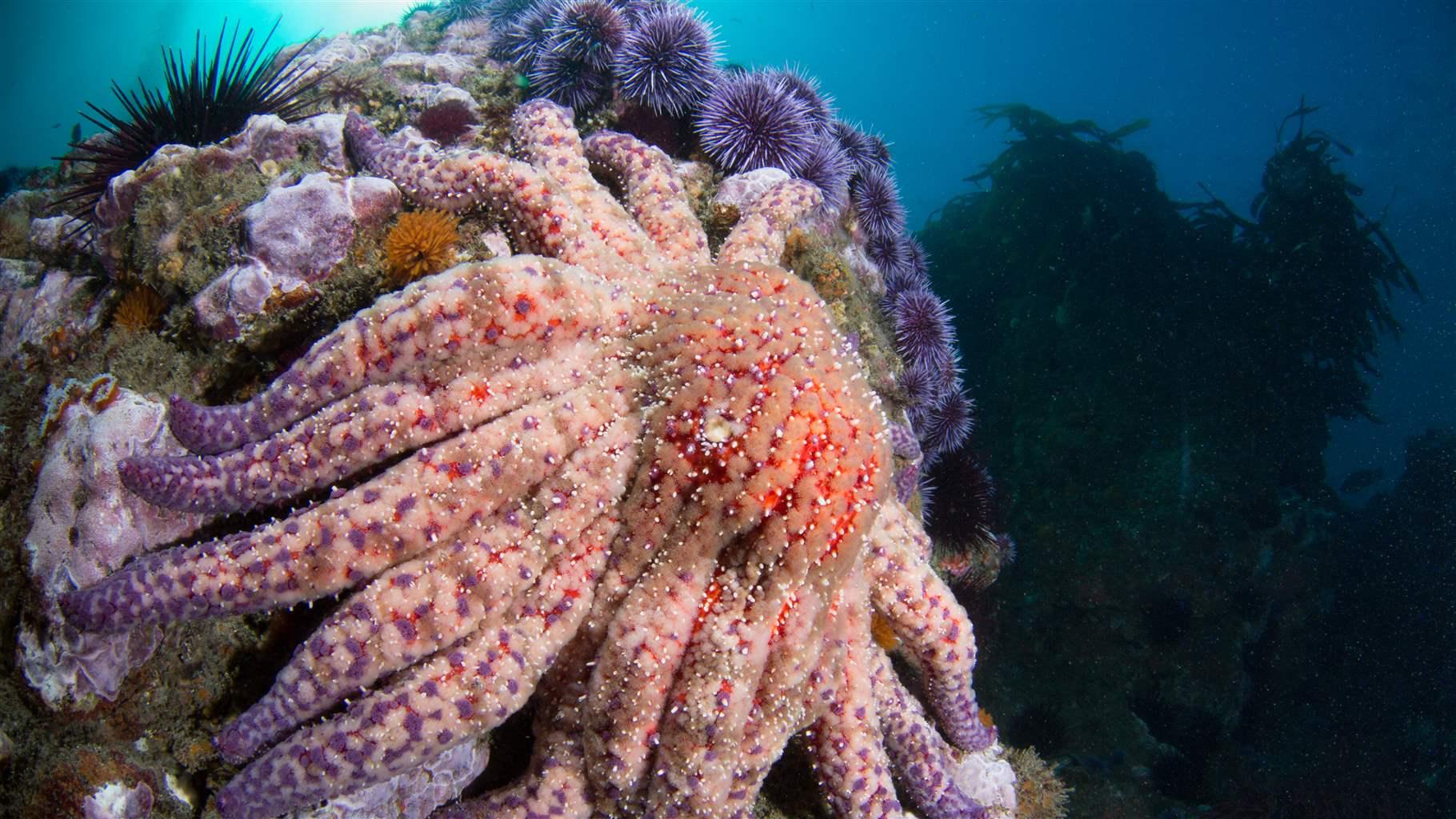 A large pink, orange, and purple sea star clings to a rock underwater, with more than a dozen purple urchins and one black urchin visible in the background. The water is clear and the sun is shining through it, illuminating the underwater scene. 
