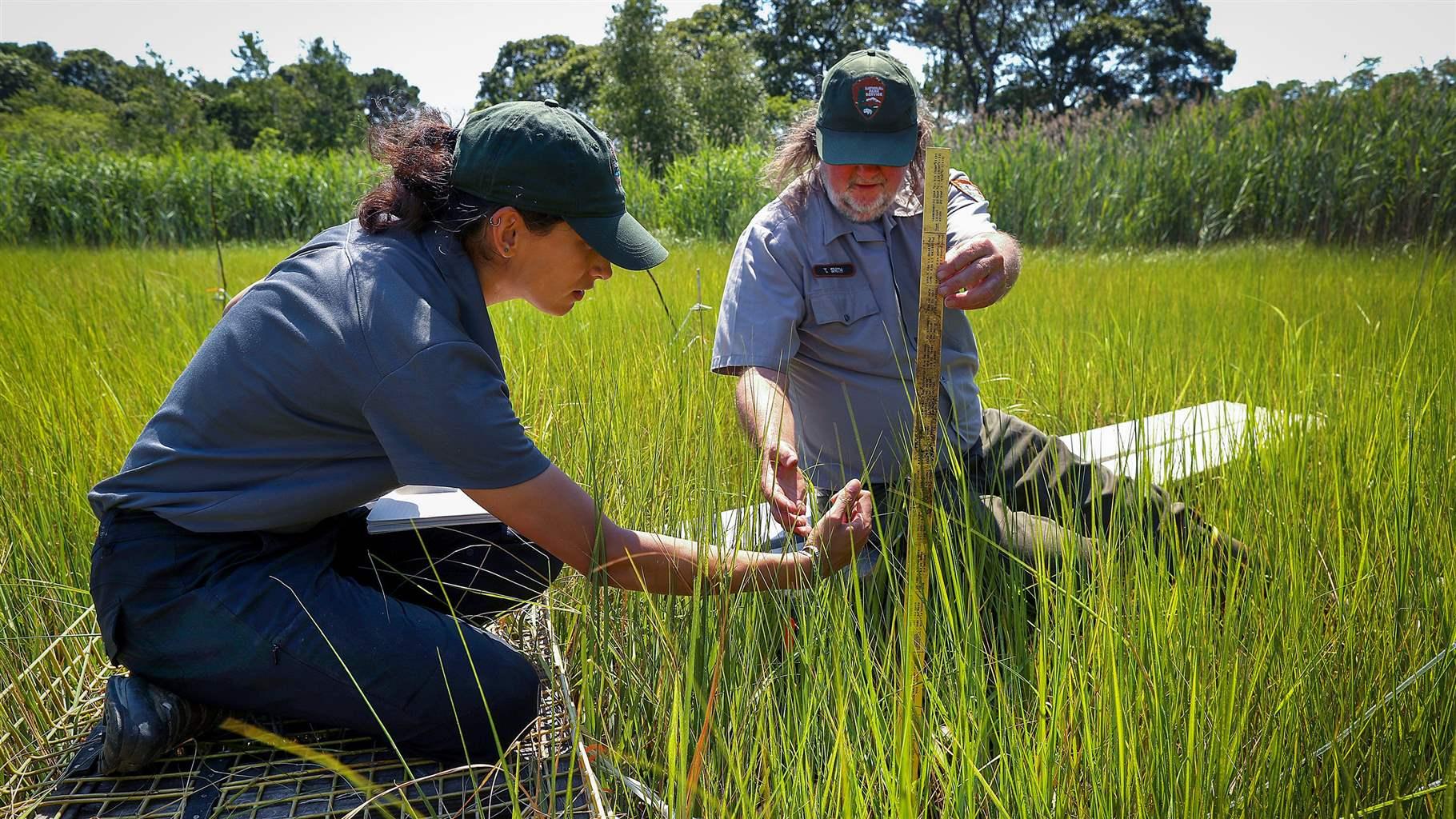 A woman and a man dressed in National Park Service uniforms and caps kneel in a green tree-lined marsh and use a yardstick and other gear to closely examine the vegetation under bright sunshine.