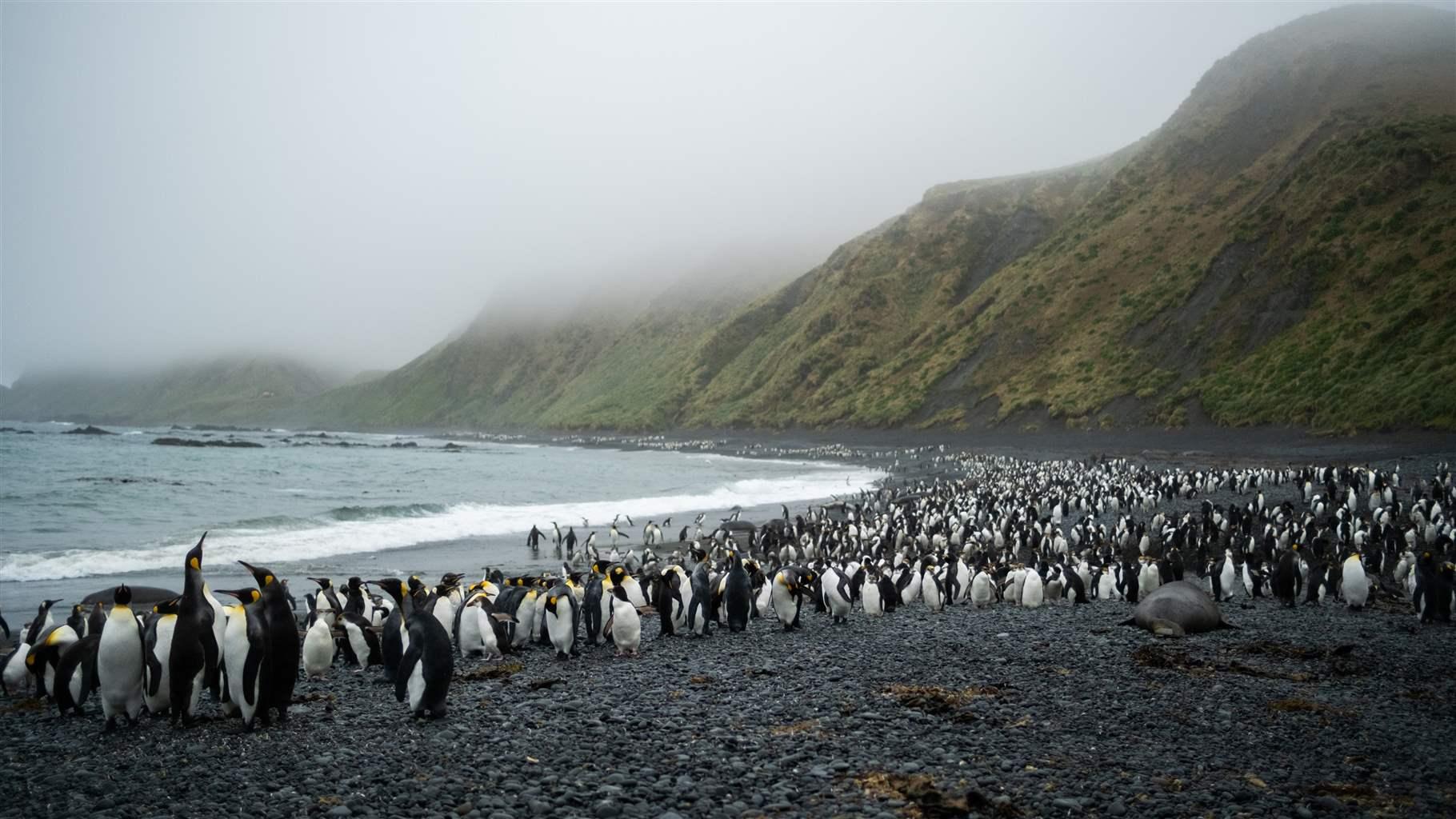 Thousands of penguins crowd an arcing shoreline where a relative calm, milky grey sea washes onto a beach of predominantly small, smooth black stones. Steep hills of mottled green and brown vegetation rise from the shore into a layer of mist and clouds. 