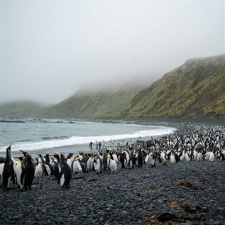 Thousands of penguins crowd an arcing shoreline where a relative calm, milky grey sea washes onto a beach of predominantly small, smooth black stones. Steep hills of mottled green and brown vegetation rise from the shore into a layer of mist and clouds. 