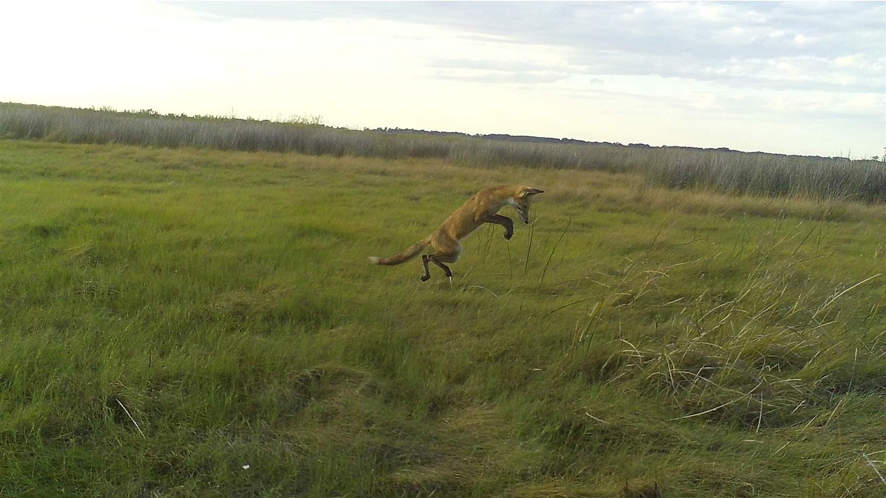 A fox with light brown fur jumps through the tall grasses of an expansive wetland, with its snout pointed toward the ground.