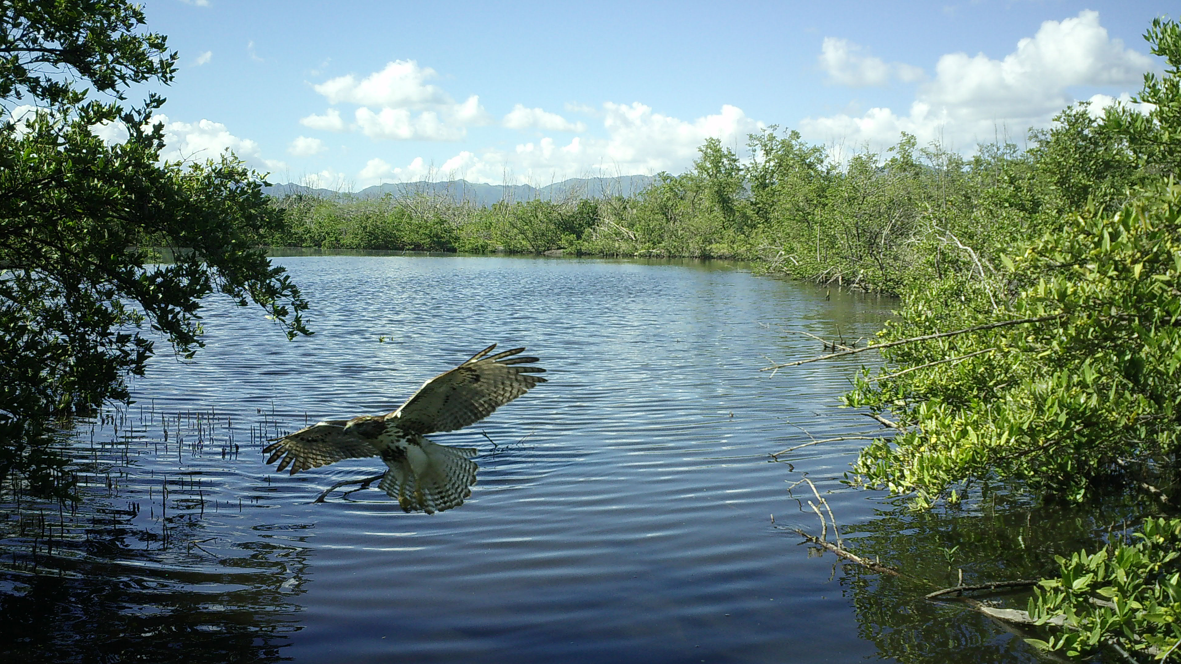 A brown- and white-speckled bird, with wings and tail feathers spread wide, appears to be coming in for a landing mere feet above a body of water surrounded by low mangroves and brush. A mountain range is visible in the distant background.