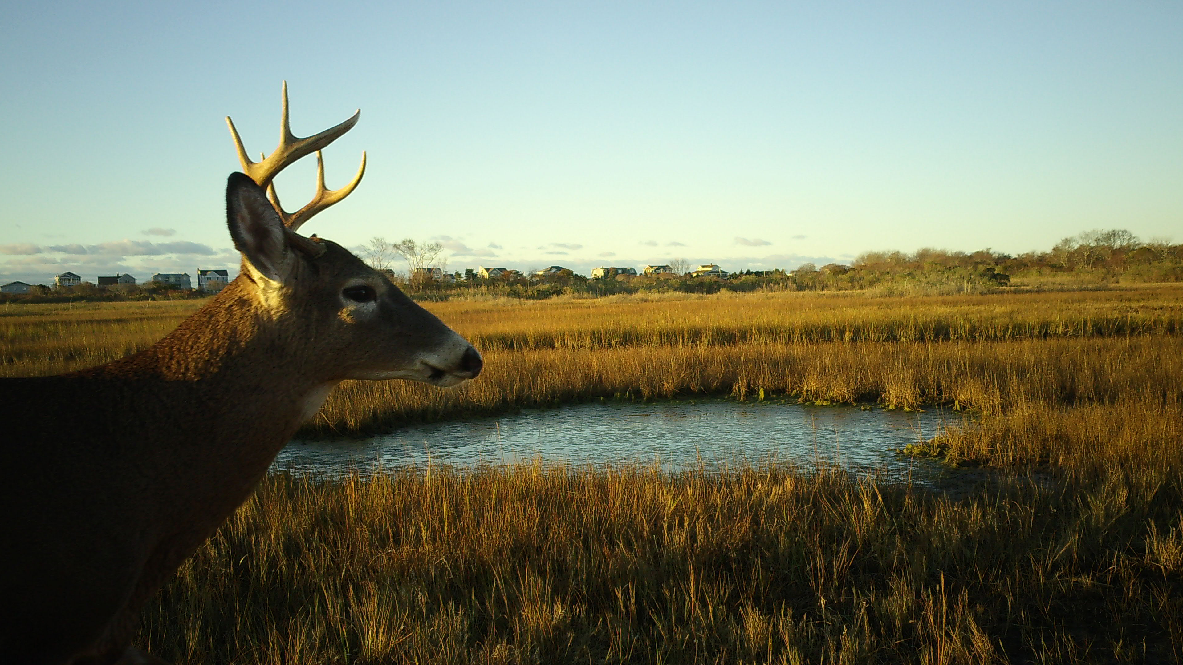 A deer with a small set of antlers looks out over grassland with a small body of water in the center of the image, and forests and a pale blue sky in the background.