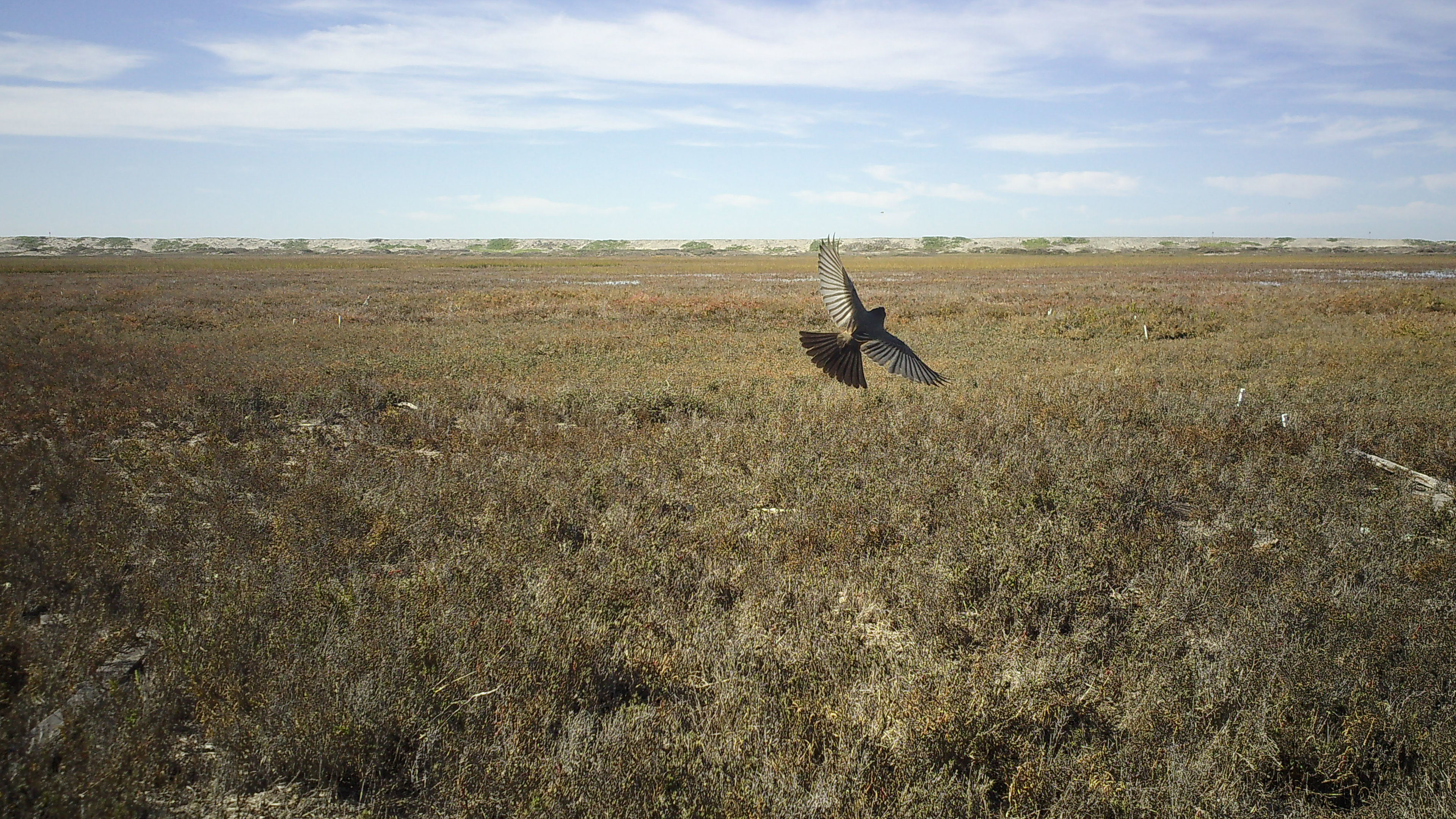 A brown bird, with wings and tail feathers outstretched, flies a few feet above a broad expanse of brown and gray grasses, with a low sandy hillside in the distant background. 