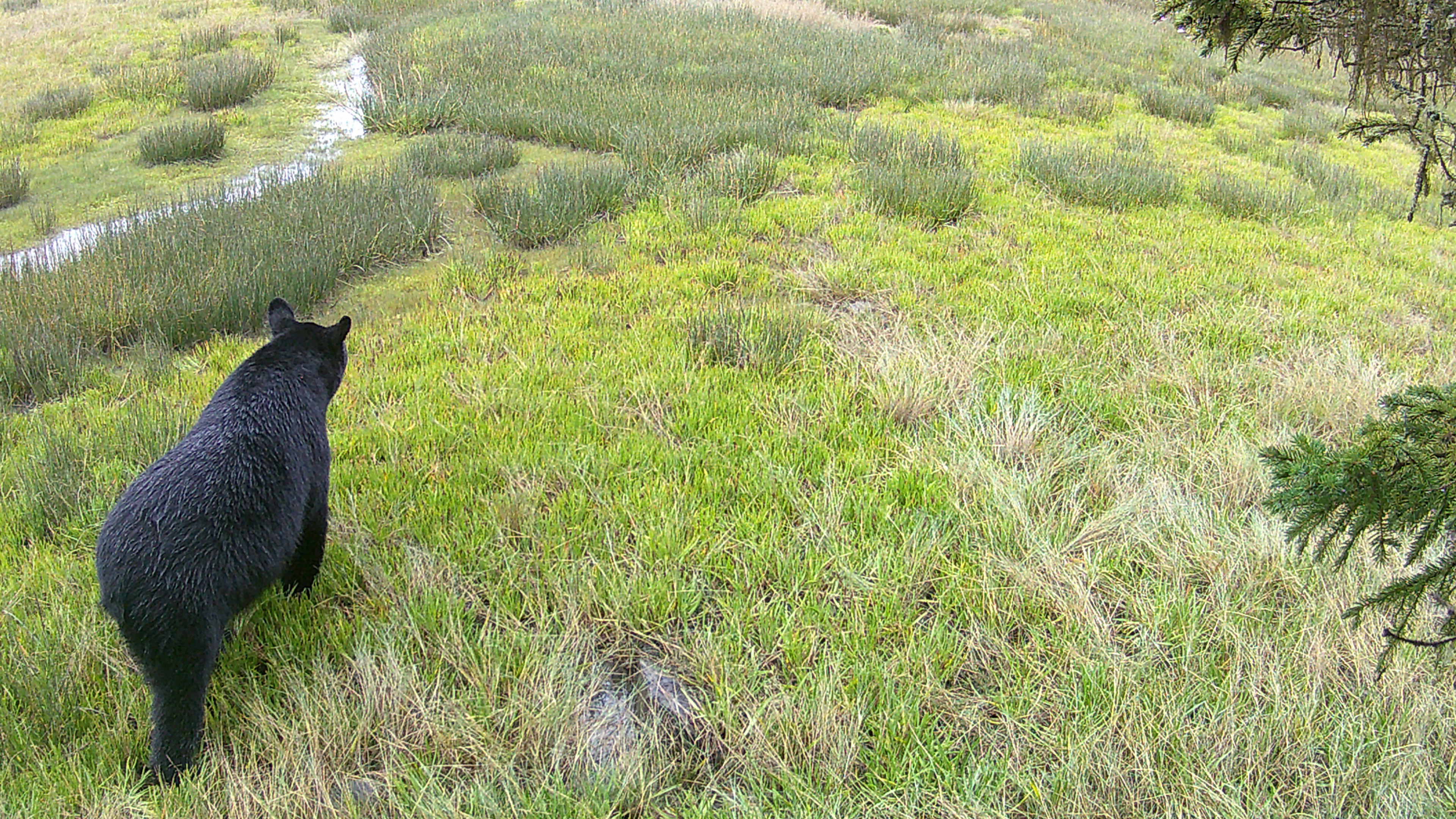 A black bear walks down a hillside of grasses and brush of varying shades of green and beige toward a marshy area and narrow stream. 
