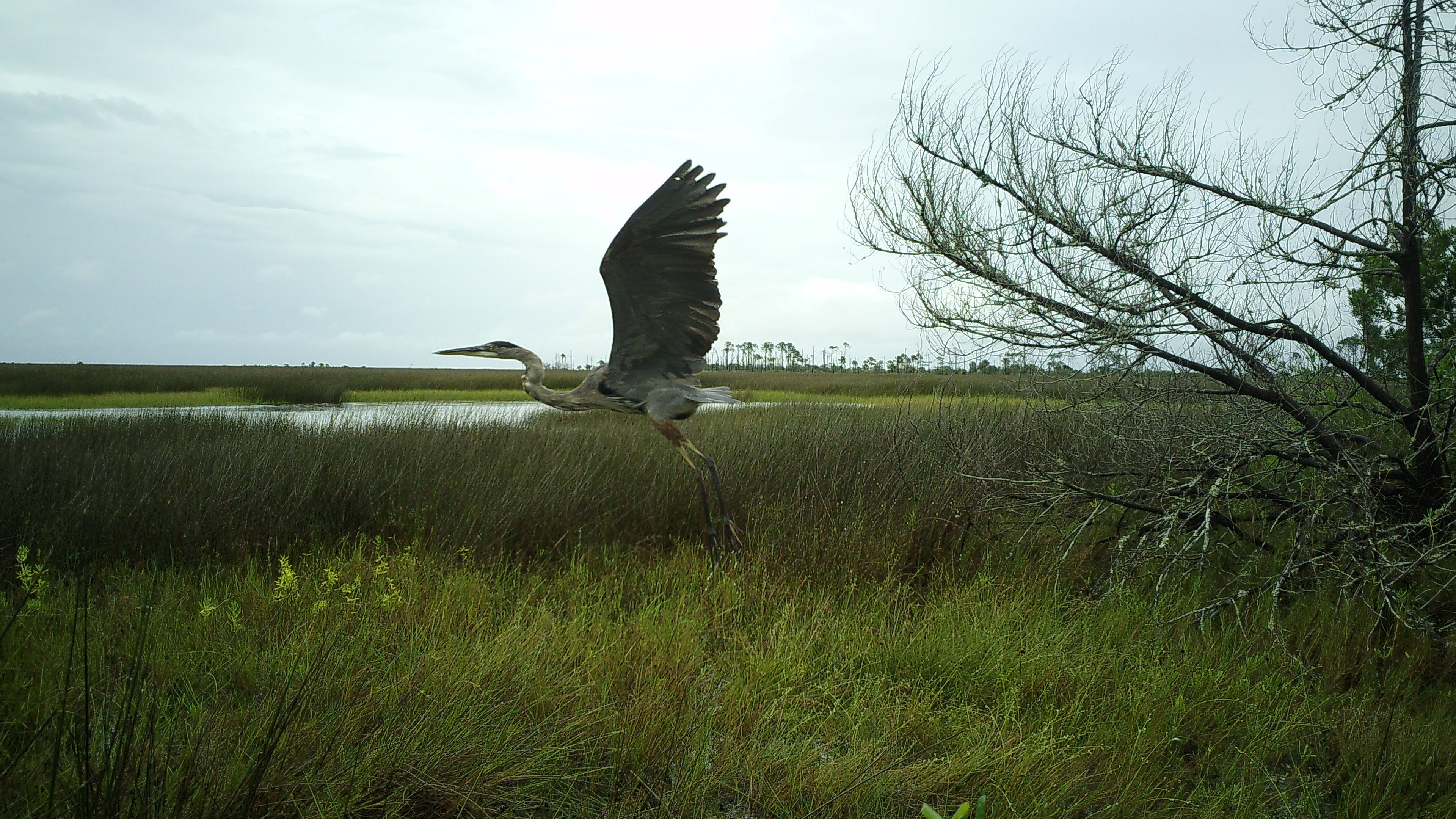 A heron—a large beige and gray bird with a long, goose-like neck—with outstretched wings takes flight in an expansive marsh, with tall grasses bisected by a waterway in the background and a few trees visible in the foreground and distant background.