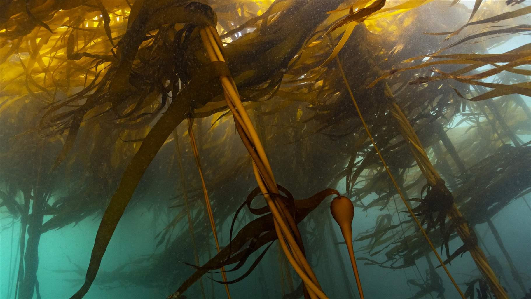 An underwater view shows tall, skinny, brown plants extending from the seafloor to near the sunlit surface. The plants feature stalks that vaguely resemble the shape of carrots—but much longer—topped with long, reedy leaves that extend horizontally with the prevailing current.