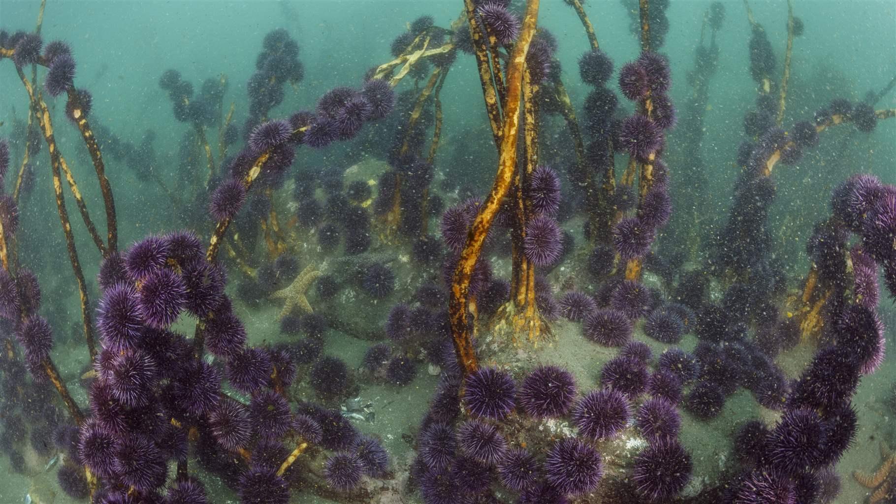 An underwater view shows hundreds of purple urchins clinging to brown stalks of vegetation that grow from the seafloor. 